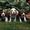 Великолепные щенки БИГЛЬ - Изображение #1, Объявление #53480
