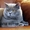 Британские котята голубого окраса #89593