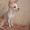 Продаются щенки Чихуахуа в Кургане - Изображение #5, Объявление #133170