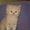 Продаю пушистых котят - Изображение #3, Объявление #325334
