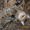  Потерян кот в Исетском районе тюменской области.Не в Кургане #328788