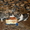 Продаются щенки Западносибирской лайки - Изображение #3, Объявление #462753