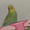 волнистый попугайчик Кеша - Изображение #1, Объявление #603406
