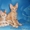 Котята породы Корниш-Рекс - Изображение #1, Объявление #566154