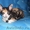Котята породы Корниш-Рекс - Изображение #3, Объявление #566154