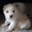  красивые щенки среднеазиатской овчарки - Изображение #1, Объявление #561617