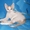 Котята породы Корниш-Рекс - Изображение #2, Объявление #566154