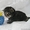 Продажа котят Мейн-куна - Изображение #1, Объявление #880173
