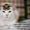 белоснежный кот-барс - Изображение #1, Объявление #955934