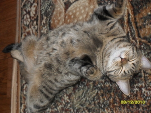  Потерян кот в Исетском районе тюменской области.Не в Кургане - Изображение #3, Объявление #328788