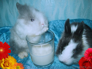 Продаются декоративные очень красивые кролики - Изображение #1, Объявление #408955