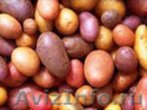 Продаём картофель красных сортов. поставка от 30 т. Цена - 8 руб/кг - Изображение #1, Объявление #418942