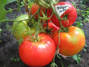 Семена коллекционных сортов томатов - Изображение #1, Объявление #434796