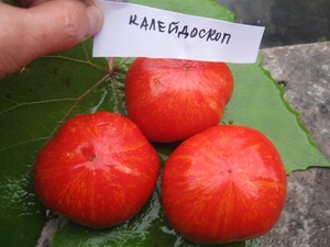 Семена коллекционных сортов томатов - Изображение #2, Объявление #434796