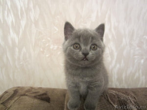 Продаю шотландского котика скоттиш-страйт, окрас голубой - Изображение #1, Объявление #473311