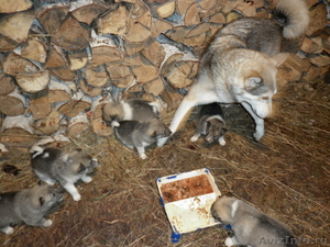 Продаются щенки Западносибирской лайки - Изображение #4, Объявление #462753
