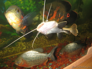 Большие аквариумные рыбки - Изображение #1, Объявление #530125