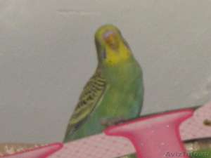 волнистый попугайчик Кеша - Изображение #1, Объявление #603406