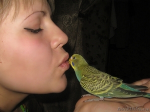 волнистый попугайчик Кеша - Изображение #3, Объявление #603406
