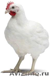 Мясо цыплёнка бройлера - Изображение #1, Объявление #725666