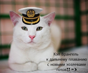 белоснежный кот-барс - Изображение #1, Объявление #955934