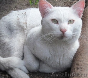 белоснежный кот-барс - Изображение #2, Объявление #955934